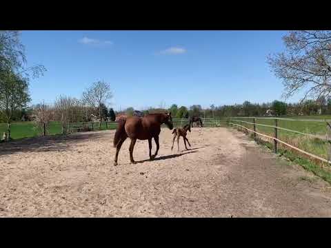 Fusionist Hengstfohlen geboren 24.04.20