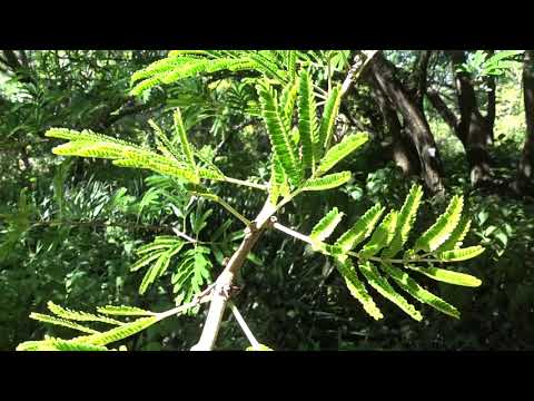 Acacia robusta Burch.