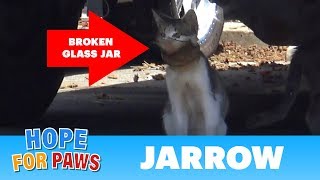 A broken jar over this cat&#39;s head almost killed him!