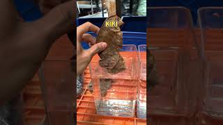 Download lagu Comparison of Regular & Fermented Dried Ketapang Leaves!! mp3