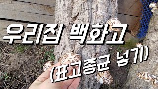 집에서 키운 백화고. 표고버섯종균 또 넣어요. 아무것도 안했는데 백화고가..ㅋㅋ