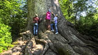 Dancing With Thoreau Trailer