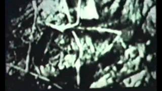 Symbiosis at EPCOT Center