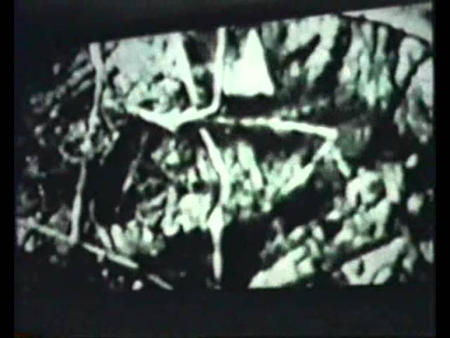 Symbiosis at EPCOT Center