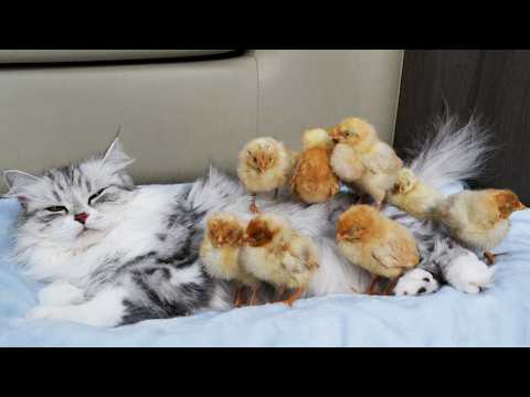 YouTube 썸네일