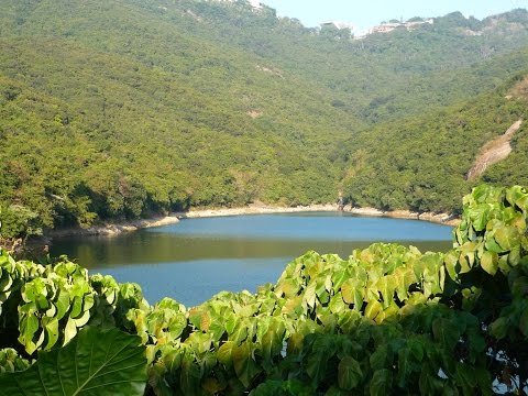Caminhadas em Hong Kong (Senderismo en Hong Kong) - Reservatório Pok Fu Lam