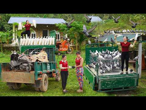 Full_Video 130 Days Use Truck Transport Wood, Harvest Many Big Fish, Chicken... Go To Sell Villager