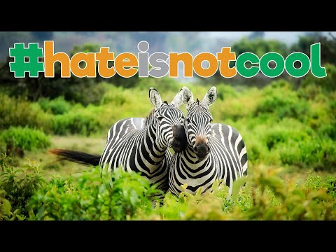 Nedaal - Ebo Krdum [hateisnotcool #3213]