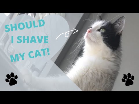 Should I shave my cat?! *AGGRESSIVE*