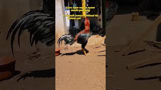 Download lagu cara agar ayam muda mempunyai nafas panjang #ayammuda mp3