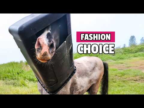 Our Favorite YouTube Shorts! 😂 | Hilarious Pet Fails - Do Not Attempt