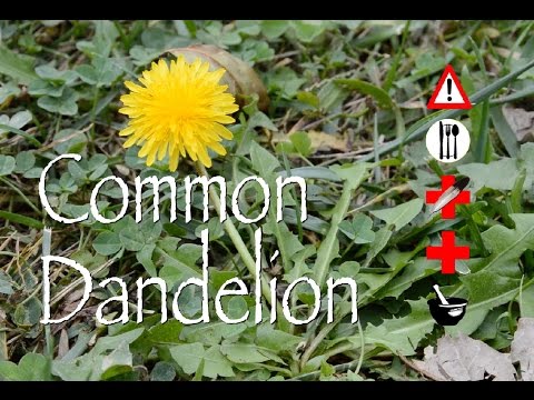 download lagu mp3 mp4 Common Dandelion, download lagu Common Dandelion gratis, unduh video klip Common Dandelion