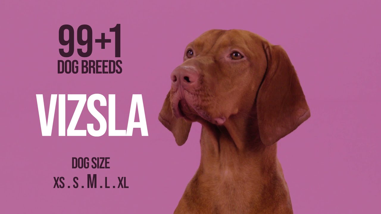 Watch video Vizsla Now Vizsla