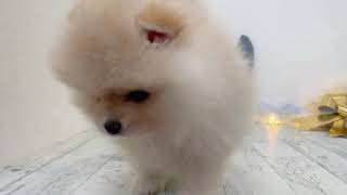 ポメラニアンの動画01