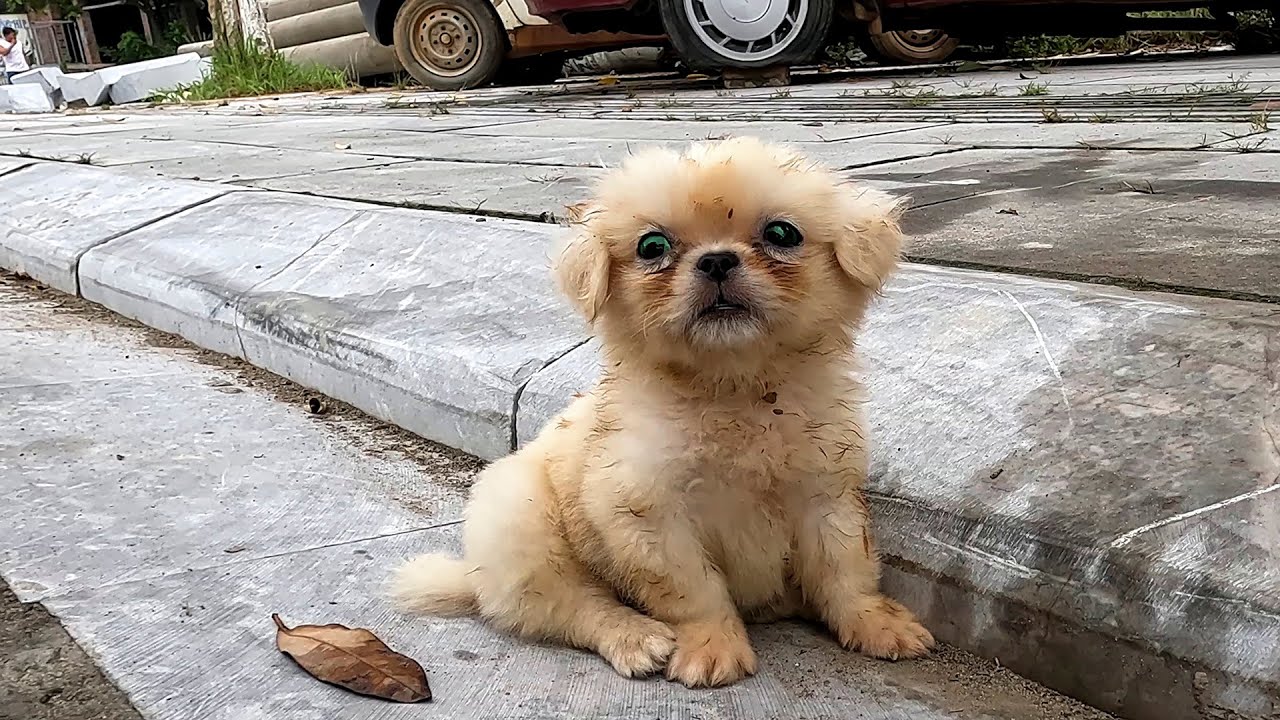 I Found Cutest Tiny Puppy In Parking Lot and I Couldn't Pass by