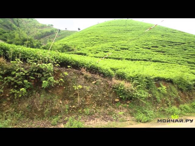 Путешествие в Аньцзи (Анцзи), провинция Чжэцзян. Чай Аньцзи Бай Ча