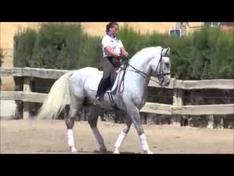 Tracio - PRE Andalusian Dressage Stallion FEI