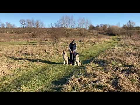 My favorite dogs | East European Shepherd | ERIK & GERA .