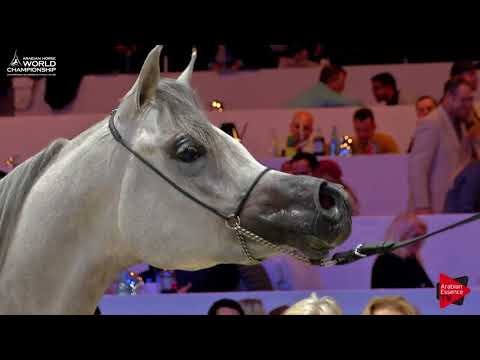 N.21 DA ALIHANDRA - Paris 2017 - Junior Fillies (Class CM2A)