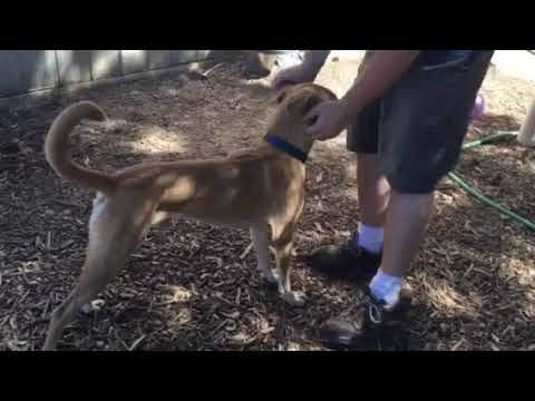 Klay, an adopted Canaan Dog & Husky Mix in Ajax, ON_image-1