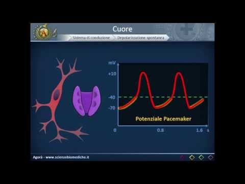 Cardiovascular system 04: Conduction system of the heart