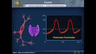 Apparato cardiocircolatorio 04: Sistema di conduzione del cuore