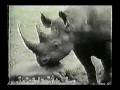 Sesame Street Rhinos On Film