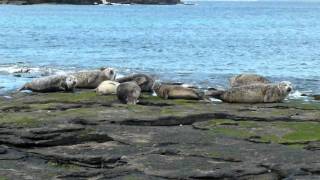 Seals on the shore, Rousay, Orkney