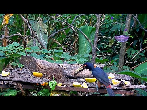 Solo Collared Aracari Visits The Panama Fruit Feeder – March 19, 2020