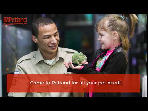 Petland Has a Real Love of Animals