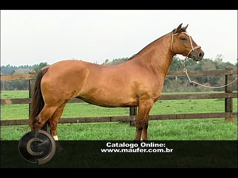 Remate da Cabanha Maufer!