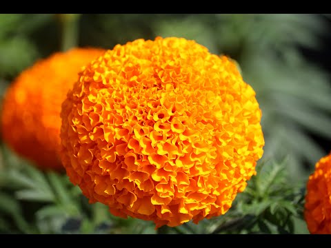 Vạn Thọ Cao Lỡ Cổ Lùn Cam Đỏ PH50. Hạt Giống Phượng Hoàng Siêu Hot