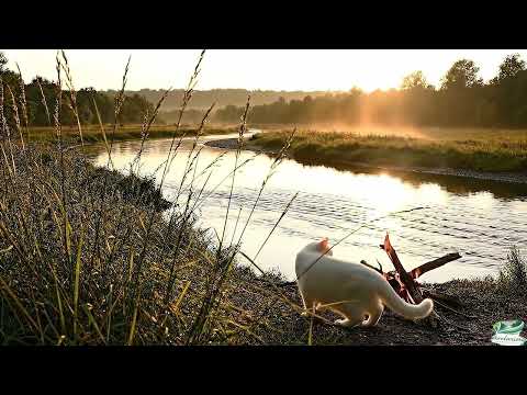 4K 📺  Campfire by the River at Sunset with a White Cat 🔥 | Real Fire and Water Sounds