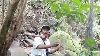 Download lagu Attracting water magpie robins in the forest mp3