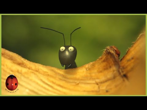 Au Port Maintenant ! | Compilation Minuscule 🍃 60'