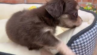 ハーフ犬の動画01