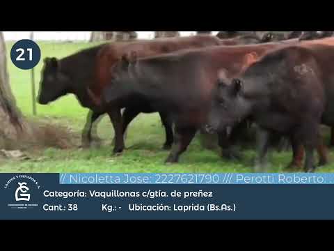 Lote VQ CGP - Laprida Bs As