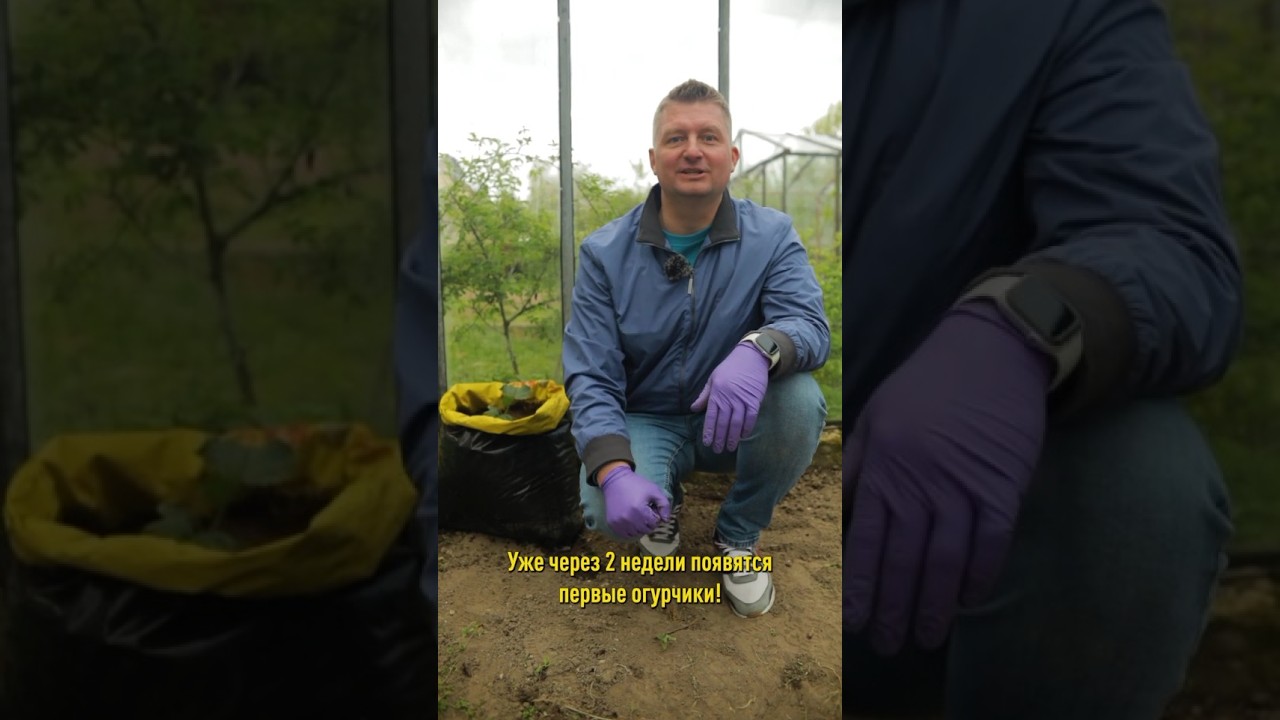 Никогда не выбрасываю такие пакеты! А сажаю в них огурцы и урожай получаю на 2 недели раньше!