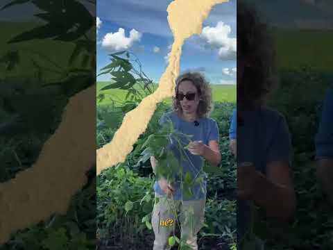 Observação das Lavouras de Soja em Sertaneja - Norte do Paraná