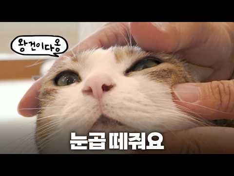 이렇게 하면 안 돼요! 수의사의 고양이 눈곱 관리법