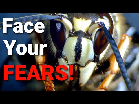 image-How do wasps mate and reproduce?