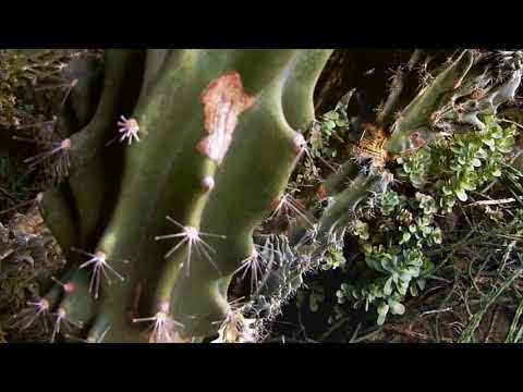 Hector Zazou - Harar et les Gallas (HD)