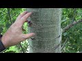 Identifying quaking (trembling) aspen