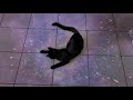 Interstellar Meme Cat
