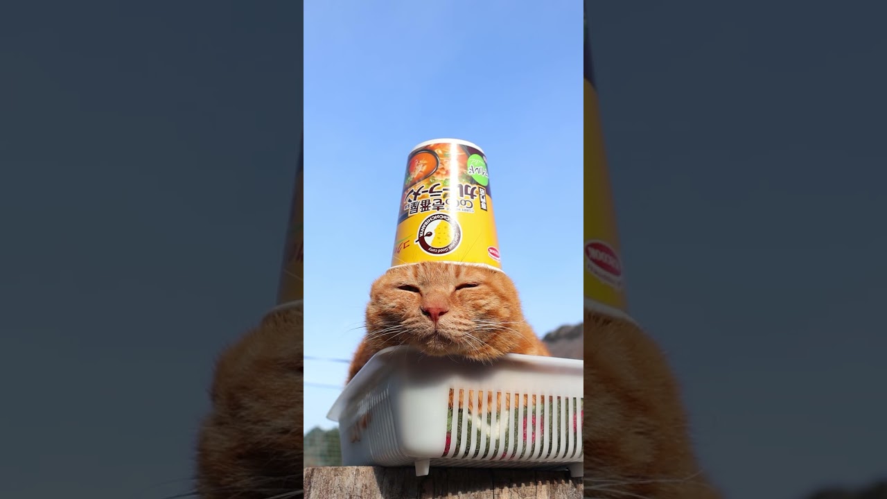 CoCo壱番屋監修　専門店のカレーラーメン　 マイルド　260404　#のせ猫　 #cat　 #猫のいる暮らし　 #cute　 #ねこ　 #kitty　 #ネコ　 #cutecat　 #kitten