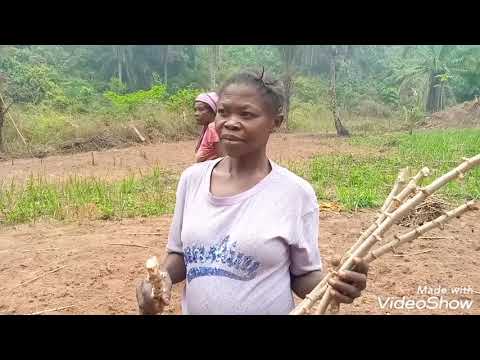 Luzingu ya ferme : mutindu ya ku kuna nguba n'a buala