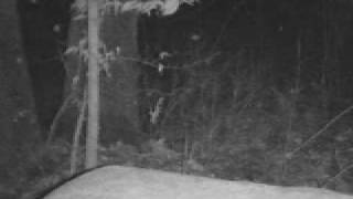 preview picture of video '#1 Remington Ghost Deer Camera Filmed Doe Swansea Mass'