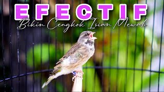 Download lagu EFECTIF BIKIN CENGKOK MEWAH - MASTERAN BLACKTHROAT GACOR BIKIN CEPET BUNYI KENARI PAUD CALON JAWARA mp3 Download lagu EFECTIF BIKIN CENGKOK MEWAH - MASTERAN BLACKTHROAT GACOR BIKIN CEPET BUNYI KENARI PAUD CALON JAWARA mp3