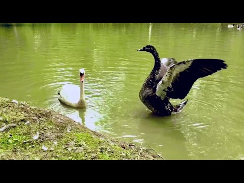Rare Swoose in England - Hybrid Bird of a Swan cross Goose