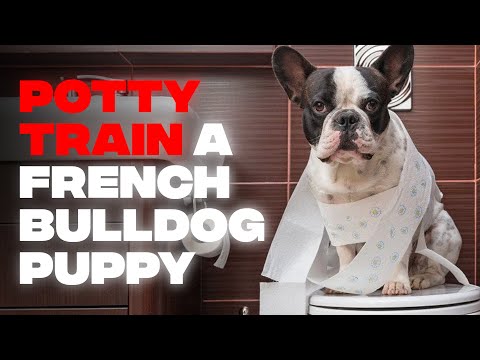 How to Potty Train a French Bulldog Puppy: 5 Super Effective Tips With Step By Step Instructions
